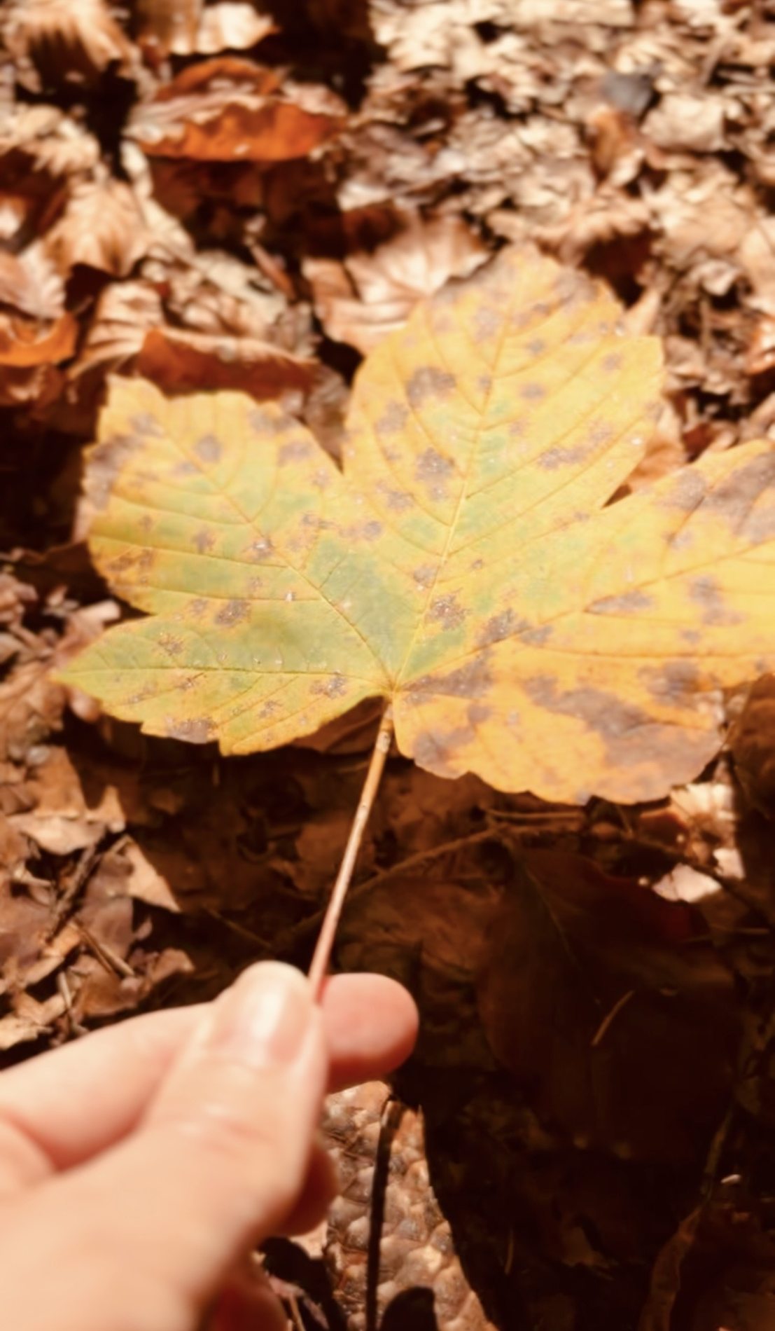 Vielleicht will mir der Herbst etwas sagen.