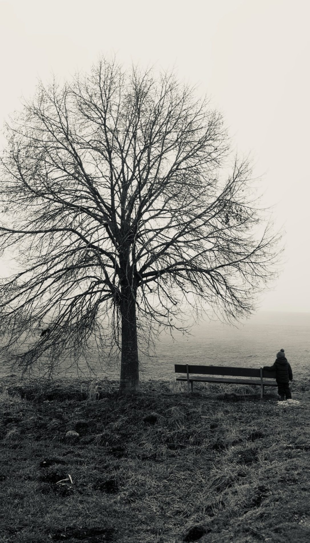 Stiller Herbstbaum und Bank in der Landschaft