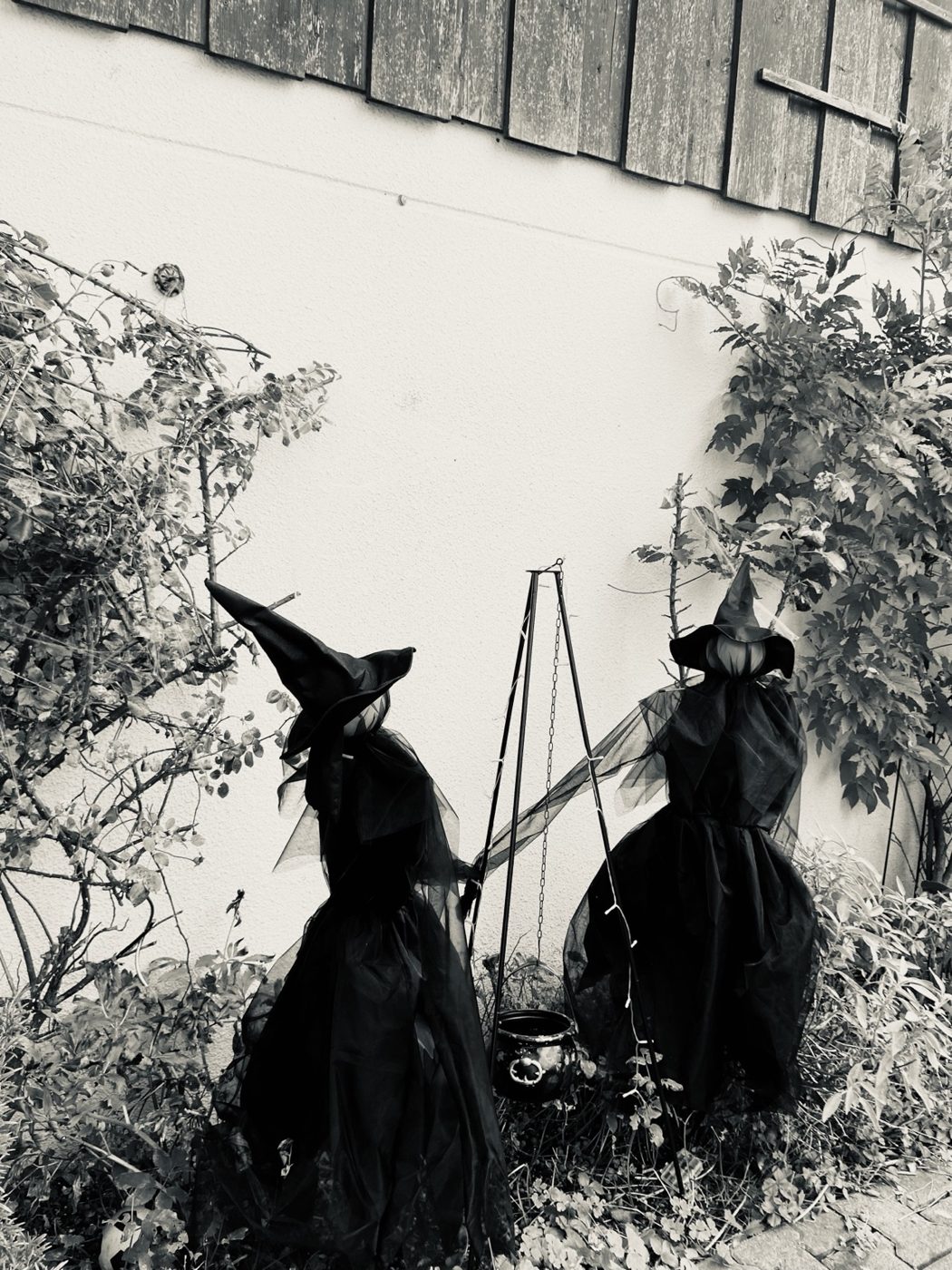 Zwei Hexen mit ihrem Kessel im Garten, in Schwarz-Weiß