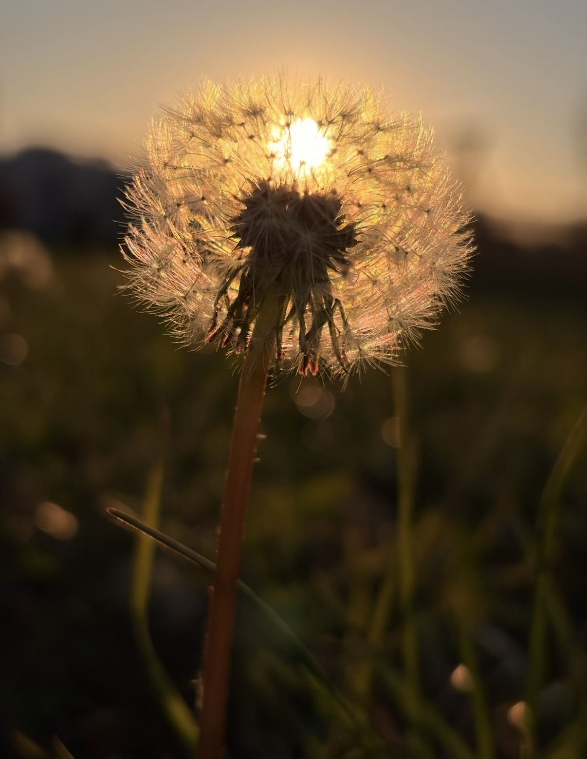 Pusteblume in goldenem Gegenlicht